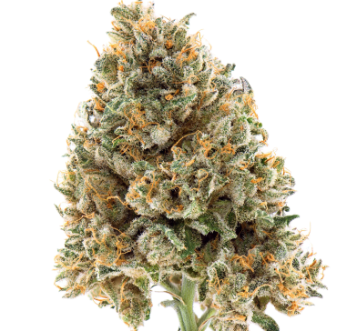 JellyMed mit 5mg THC